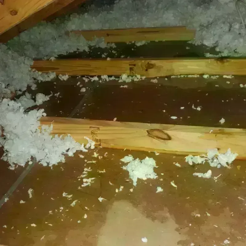 Attic Water Damage in Dodge County, MN